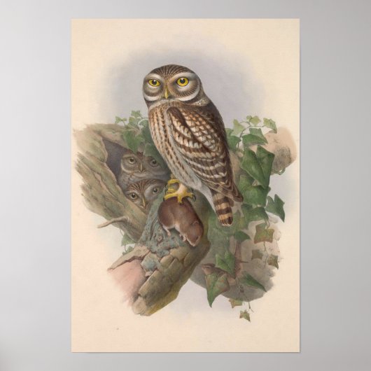  Little Owl Bird GC Poster (Voorkant)