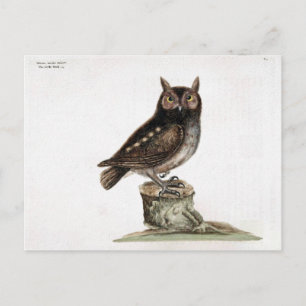 Little Owl Briefkaart