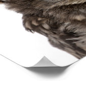 Little Owl die een strow pet draagt - Athene noctu Poster (Hoek)