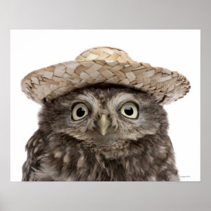 Little Owl die een strow pet draagt - Athene noctu Poster