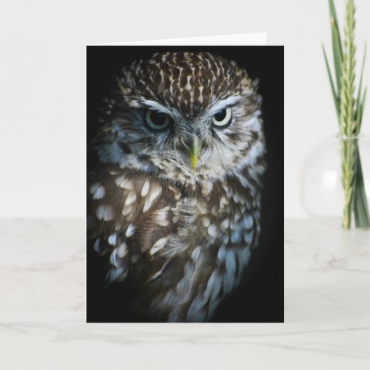 Little Owl Greetings Card Kaart (Voorkant)