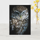 Little Owl Greetings Card Kaart (Gele Bloem)
