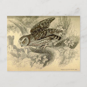 Little Owl: Jardine's kaartje Briefkaart
