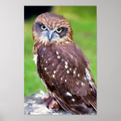 Little Owl Poster (Voorkant)