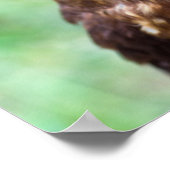 Little Owl Poster (Hoek)