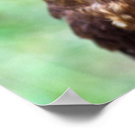 Little Owl Poster (Hoek)