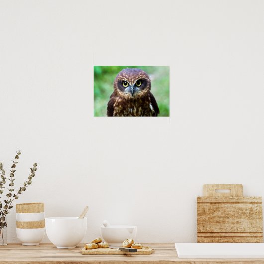 Little Owl Poster (Keuken)