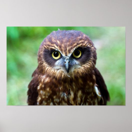 Little Owl Poster (Voorkant)