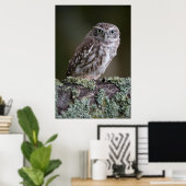 Little Owl Poster (Thuiskantoor)