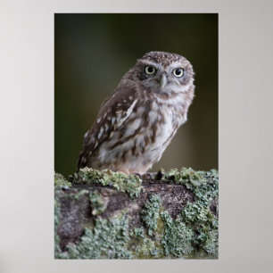 Little Owl Poster
