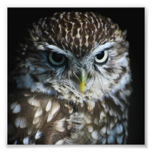 Little Owl Print Foto Afdruk (Voorkant)