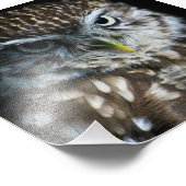 Little Owl Print Foto Afdruk (Hoek)