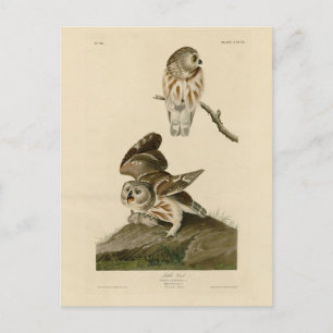 Little Owl (Saw-whet) Audubon's Birds of America Briefkaart