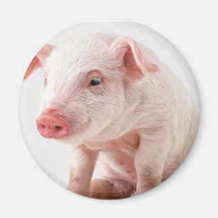 Little Pig Magneet