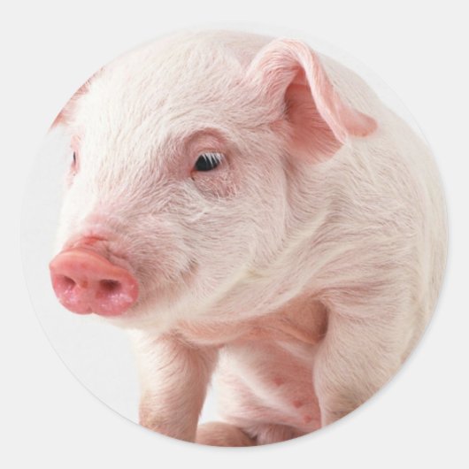 Little Pig Ronde Sticker (Voorkant)
