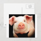 Little Piggy Briefkaart (Voorkant / Achterkant)