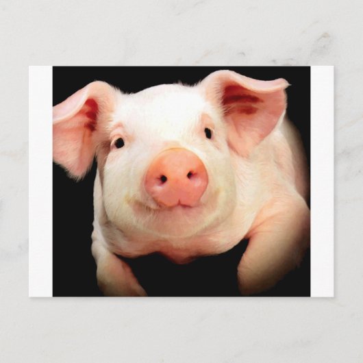 Little Piggy Briefkaart (Voorkant)