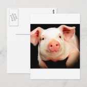 Little Piggy Briefkaart (Voorkant / Achterkant)