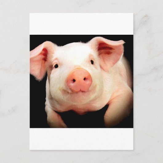 Little Piggy Briefkaart (Voorkant)