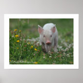 Little Piglet die in Flowers loopt Poster (Voorkant)