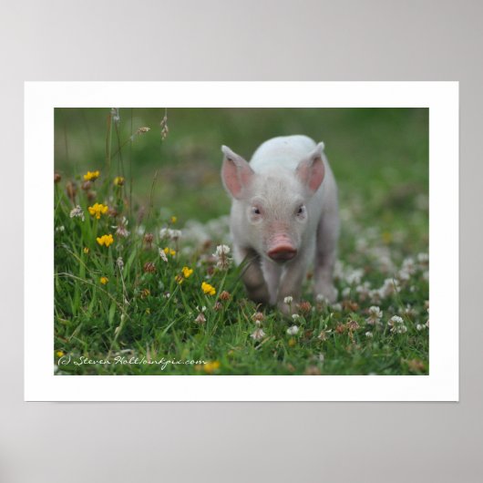 Little Piglet die in Flowers loopt Poster (Voorkant)