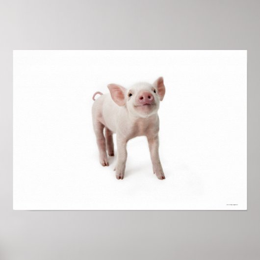 Little Piglet Poster (Voorkant)