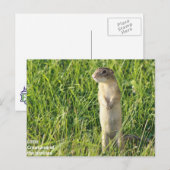 Little Prairie Creatures Briefkaart (Voorkant / Achterkant)