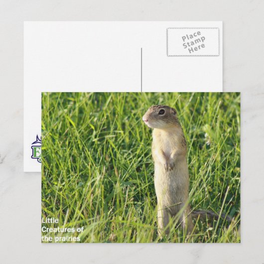 Little Prairie Creatures Briefkaart (Voorkant / Achterkant)