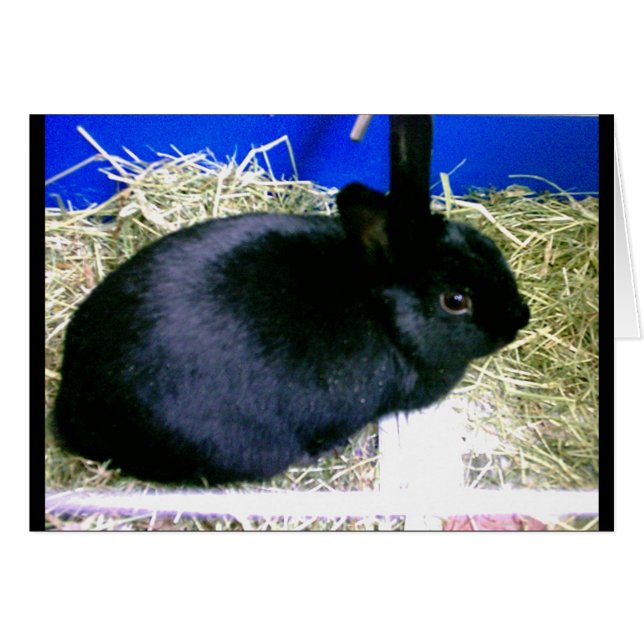 Little Rabbit 2 (Voorkant Horizontaal)