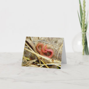 Little Red Centipede Note Kaart