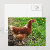 Little Red Chicken - Free Range Egg Layer Briefkaart (Voorkant / Achterkant)