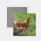 Little Red Chicken - Free Range Egg Layer Magneet (Voorkant / Achterkant)