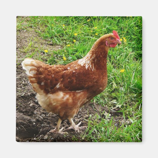 Little Red Chicken - Free Range Egg Layer Magneet (Voorkant)