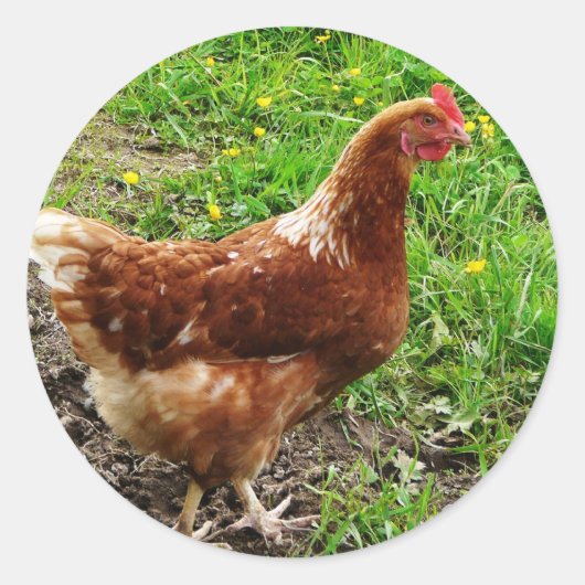 Little Red Chicken - Free Range Egg Layer Ronde Sticker (Voorkant)