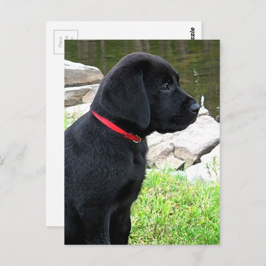 Little Red Collar - Black Lab Puppy - Labrador Briefkaart (Voorkant / Achterkant)