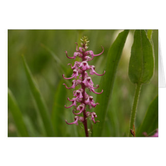 Little Red Elephants.Colorado 05