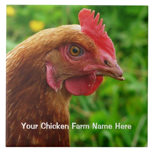 Little Red Laying Hen - RIR of ISA Brown Chicken Tegeltje (Voorkant)