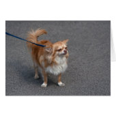 Little Redhead (Voorkant Horizontaal)