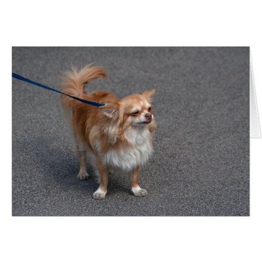 Little Redhead (Voorkant Horizontaal)