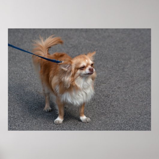 Little Redhead Poster (Voorkant)