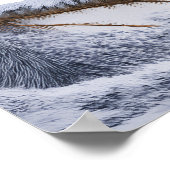 Little Robin bird Poster (Hoek)