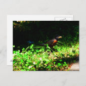 Little Robin Briefkaart (Voorkant / Achterkant)