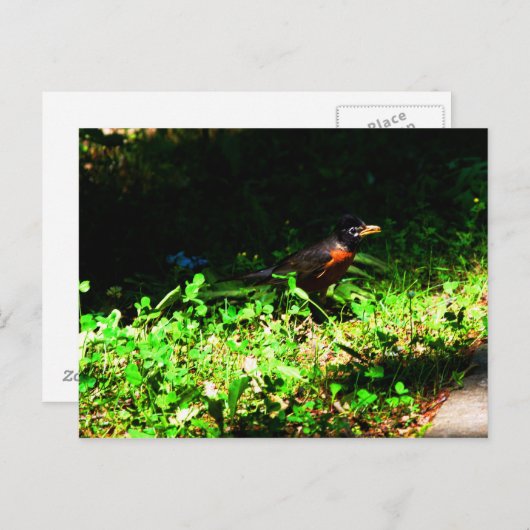 Little Robin Briefkaart (Voorkant / Achterkant)