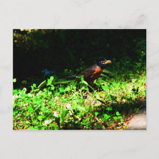 Little Robin Briefkaart