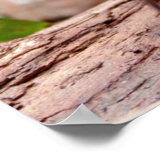 Little Robin Poster (Hoek)