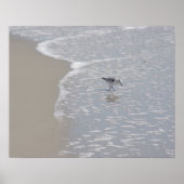 Little Sand Piper Poster (Voorkant)