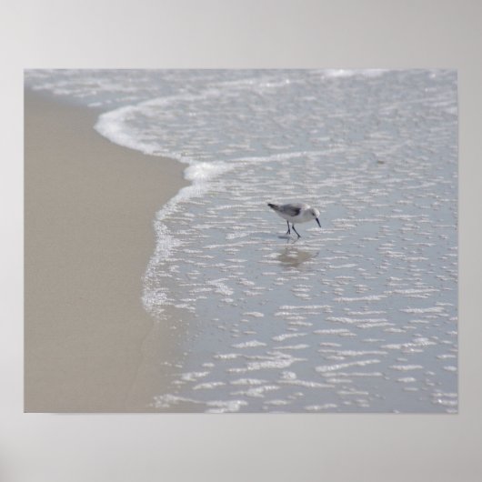 Little Sand Piper Poster (Voorkant)
