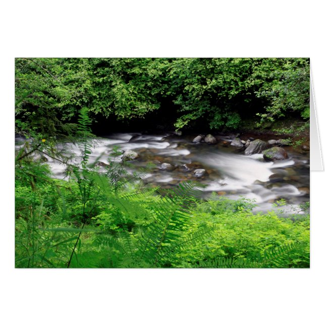 Little Sandy River en varens (Voorkant Horizontaal)