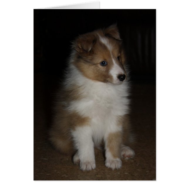 "Little Sarge" Shetland Sheepdog Puppy (Voorkant)