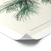 Little Screech Owl by Audubon Poster (Hoek)